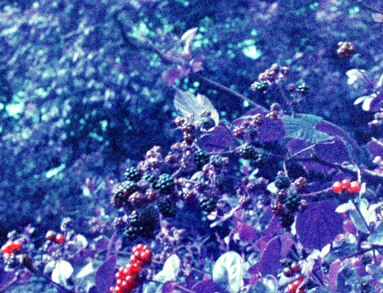 16mm-Dreh im Dartmoor: „Die Farbe aus dem All“ nach H.P. Lovecraft